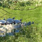 Schildkröten in der Sonne