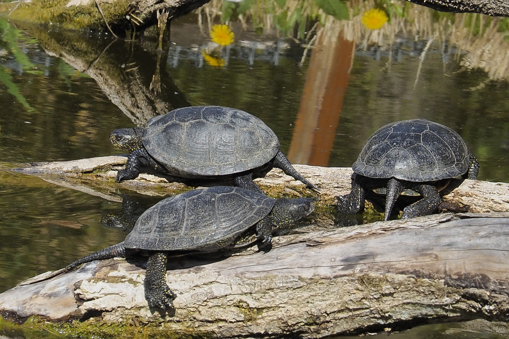 Schildkröten in Hirschstetten