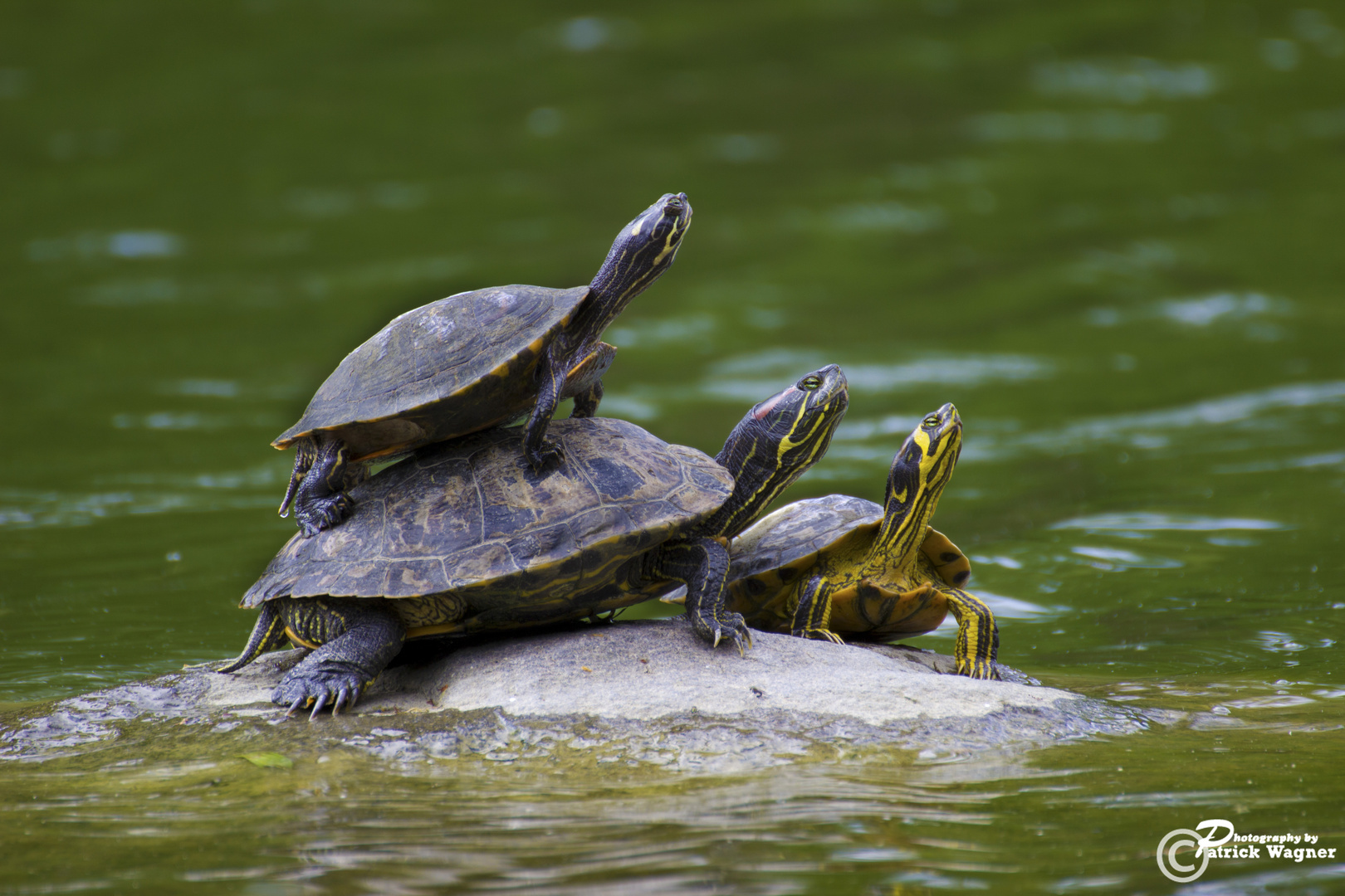 Schildkröten in München