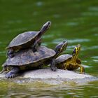 Schildkröten in München