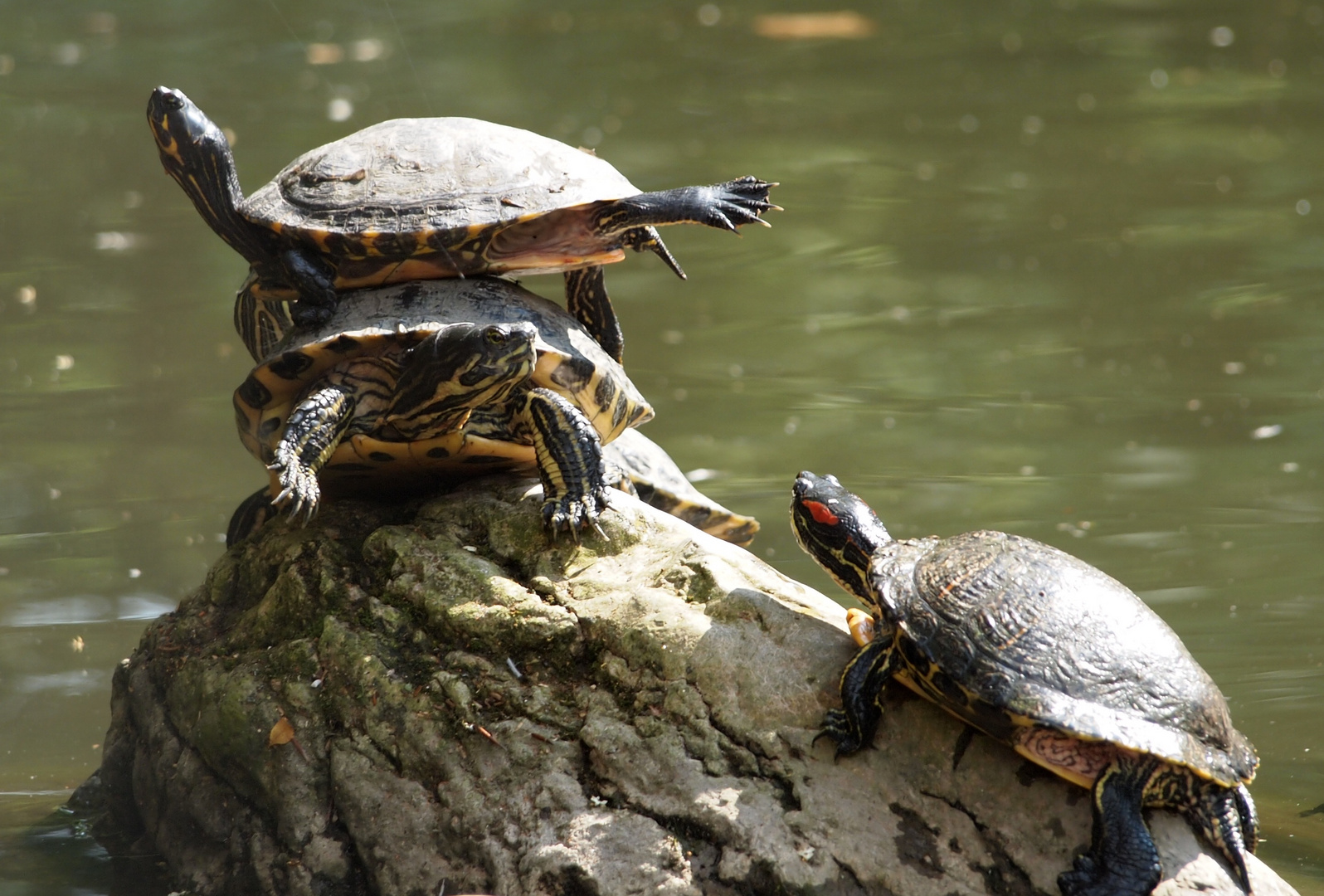 Schildkröten-Kunstturnen
