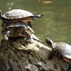 Schildkröten-Kunstturnen