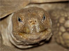 Schildkröten-Naseweis