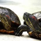 Schildkröten (Neuwieder Zoo)