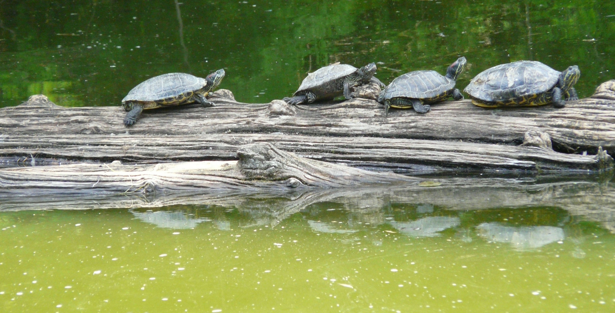 Schildkröten-Parade