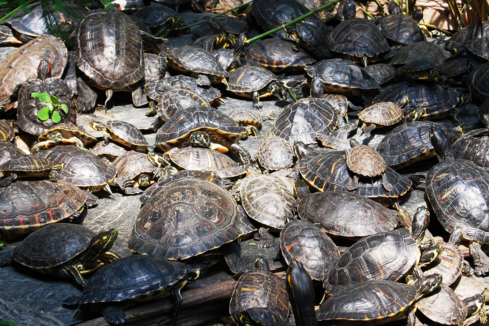 Schildkröten rush hour