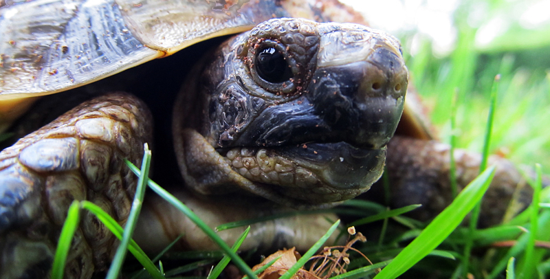 Schildkröten-Schnappschuss