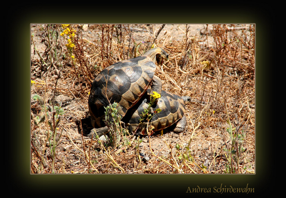 Schildkröten-Sex