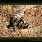 Schildkröten-Sex