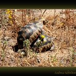 Schildkröten-Sex