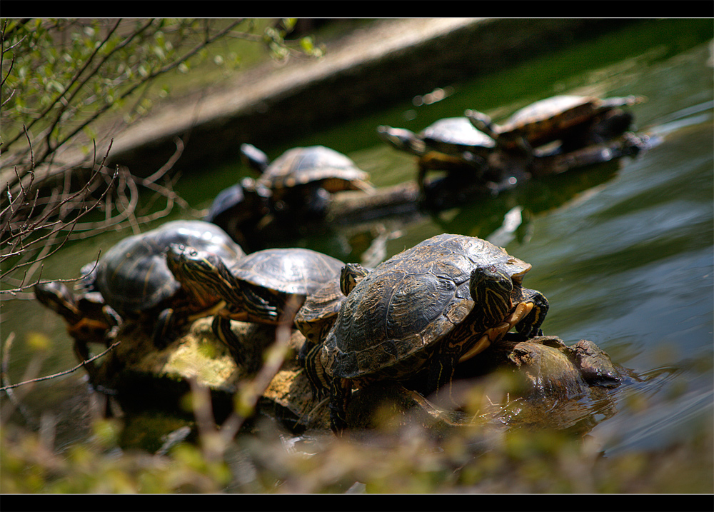 Schildkröten Siesta