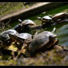 Schildkröten Siesta