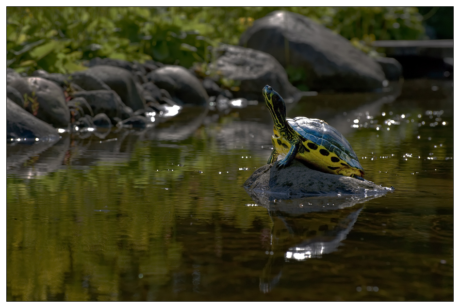 Schildkröten sind die besten Models