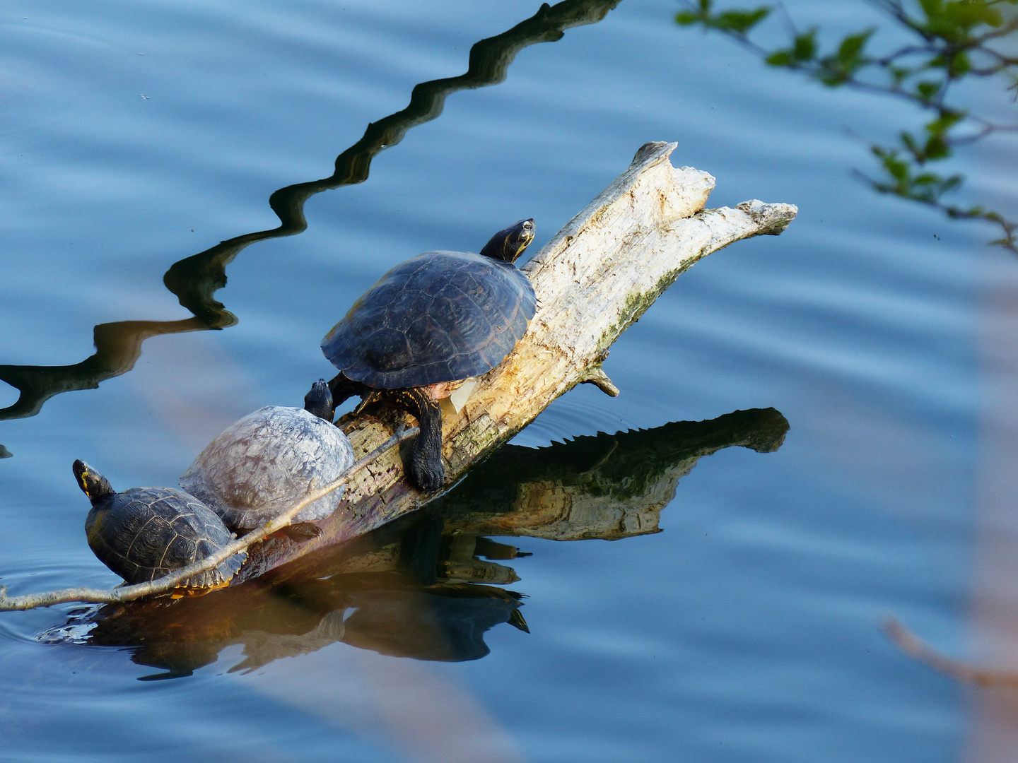 Schildkröten-Sonnenbaden-Spiegelung