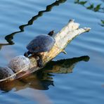 Schildkröten-Sonnenbaden-Spiegelung