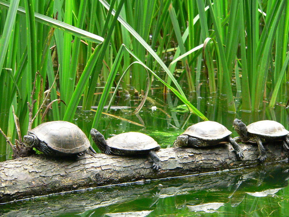 Schildkröten Stau