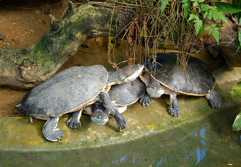 SCHILDKRÖTEN - SUPPE ? NEIN, DANKE !