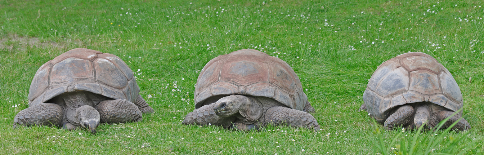 Schildkröten Trio