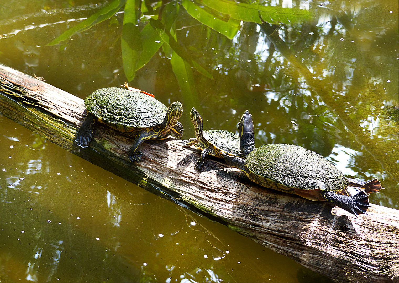 Schildkröten-Trio