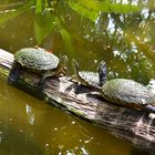 Schildkröten-Trio