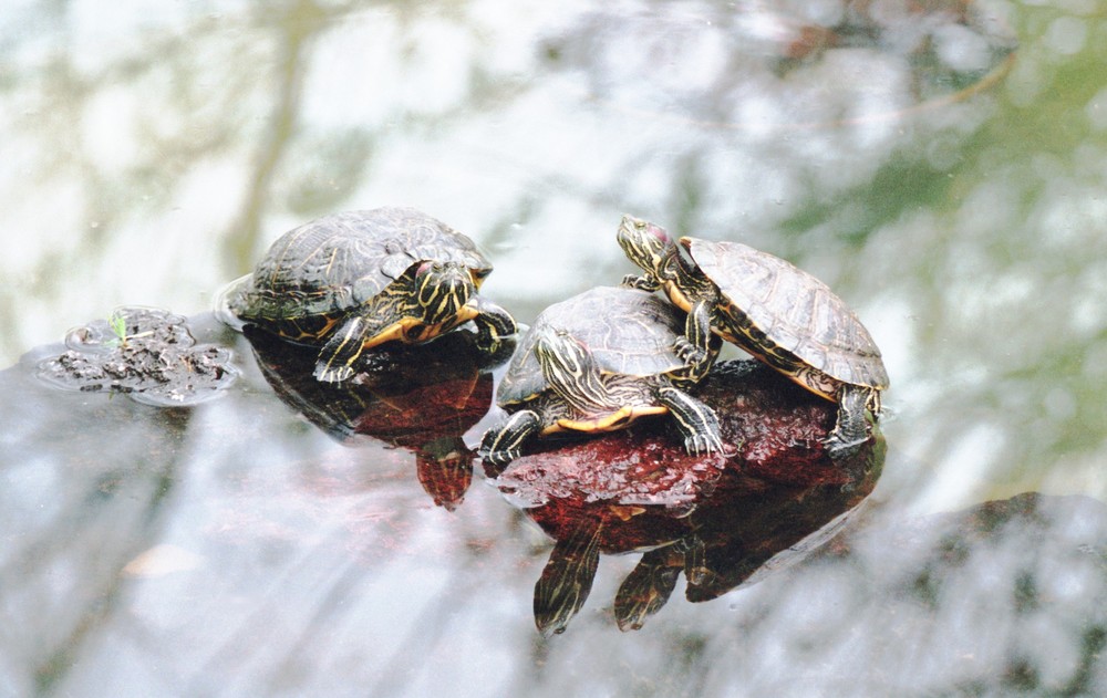 Schildkröten-Trio