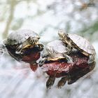 Schildkröten-Trio