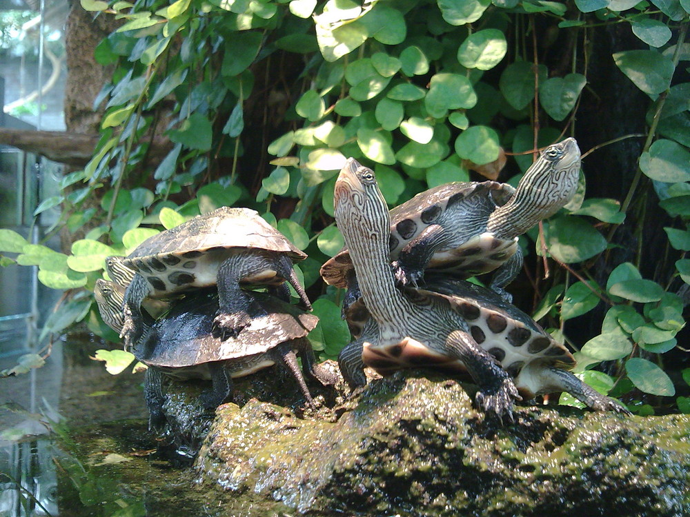 Schildkröten-Türmchen