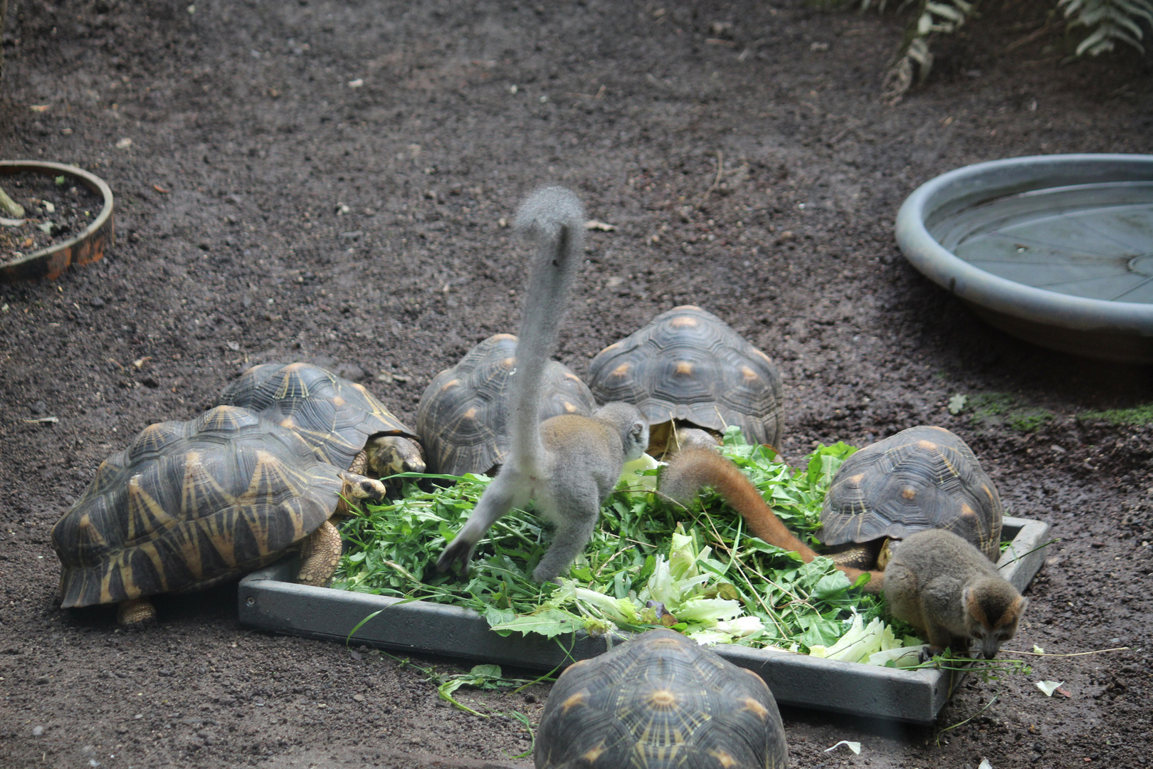 Schildkröten und Äffchen teilen sich das Gehege