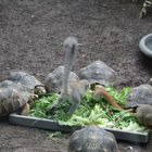 Schildkröten und Äffchen teilen sich das Gehege