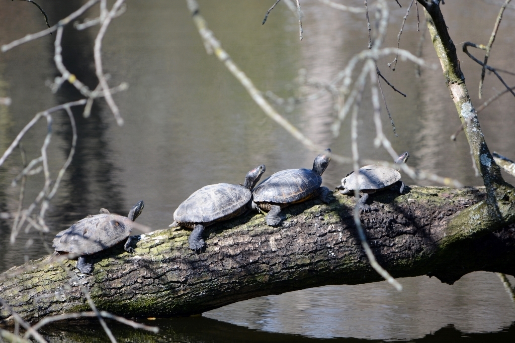 Schildkröten Wanderung