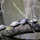 Schildkröten Wanderung