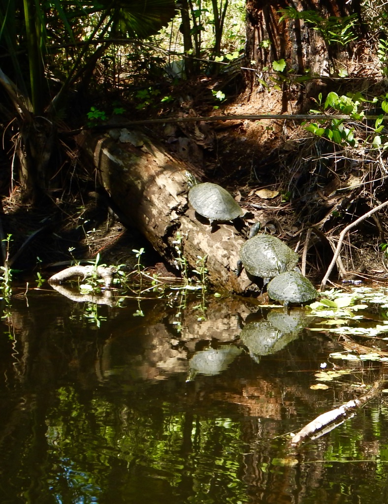 Schildkröten Wanderung