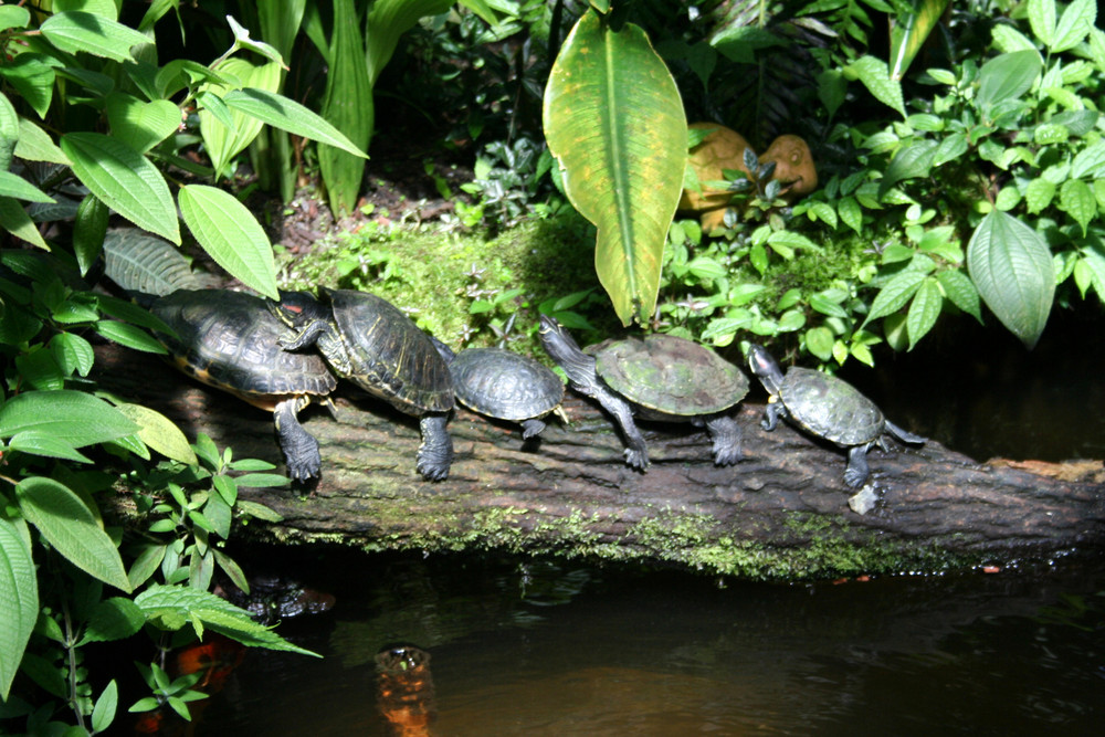 Schildkröten-Wanderung