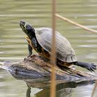 Schildkröten-Yoga