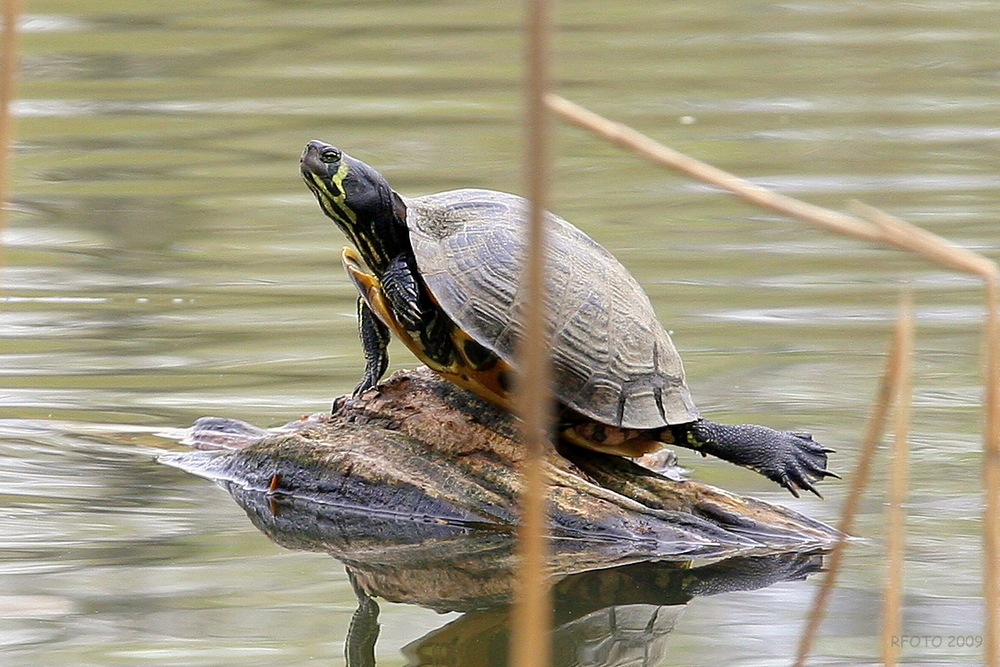 Schildkröten-Yoga