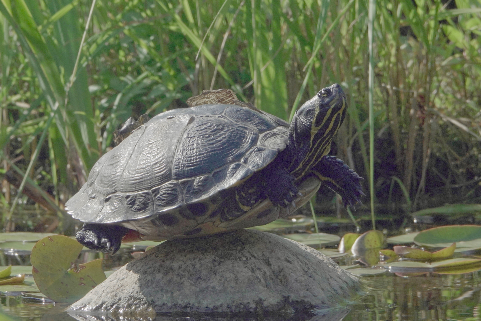 SCHILDKRÖTEN-YOGA