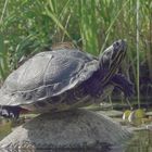 SCHILDKRÖTEN-YOGA