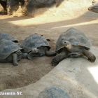 Schildkröten (Zoo Rostock)