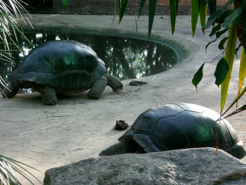 Schildkröten zum reiten