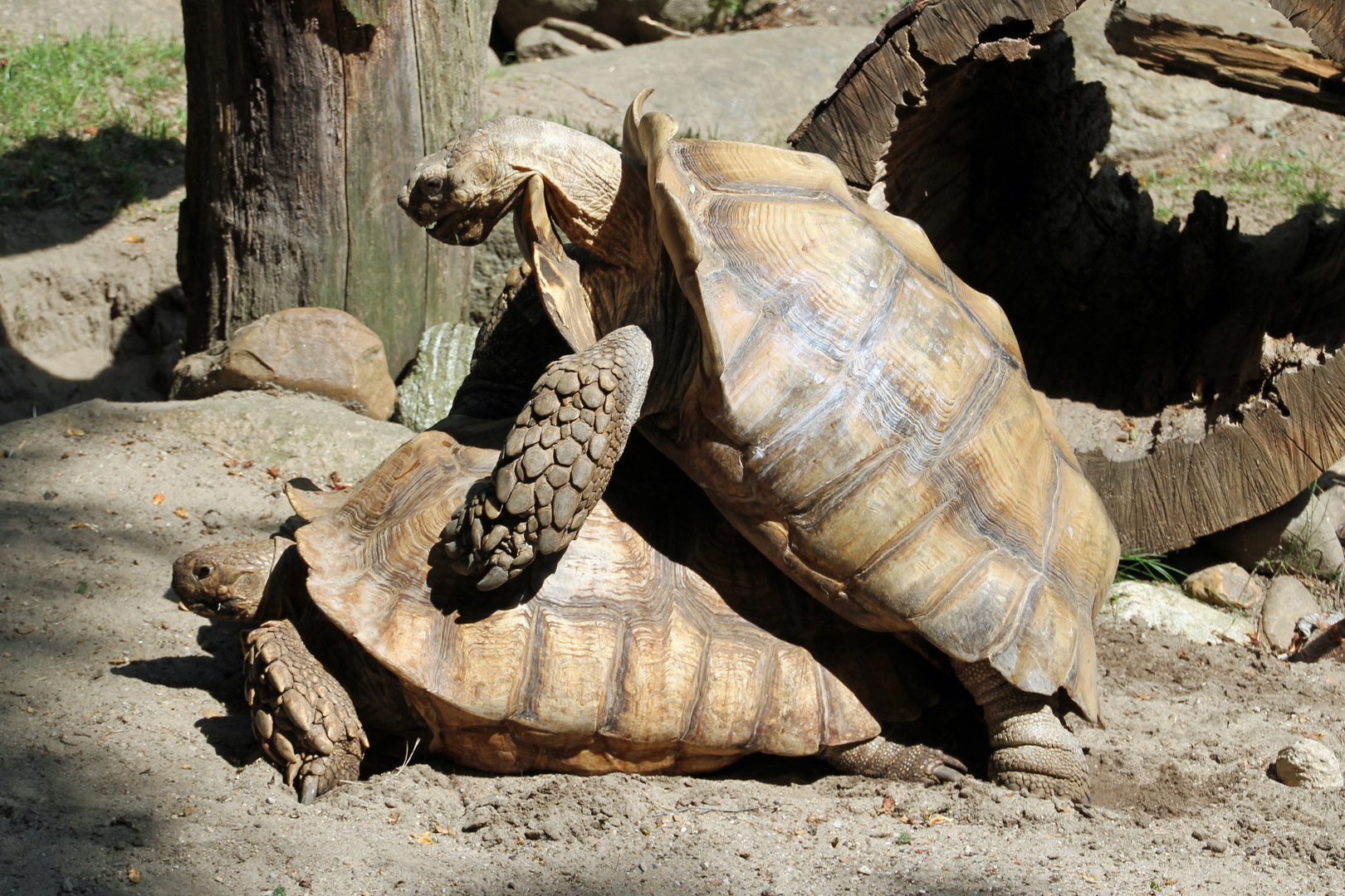 Schildkröten6