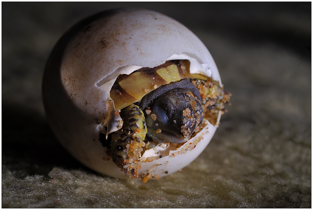 Schildkrötenbaby... von Hilke von Kienle