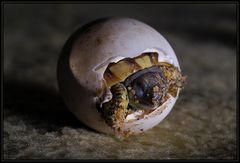 Schildkrötenbaby beim Schlüpfen...