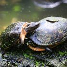 Schildkrötenbalz
