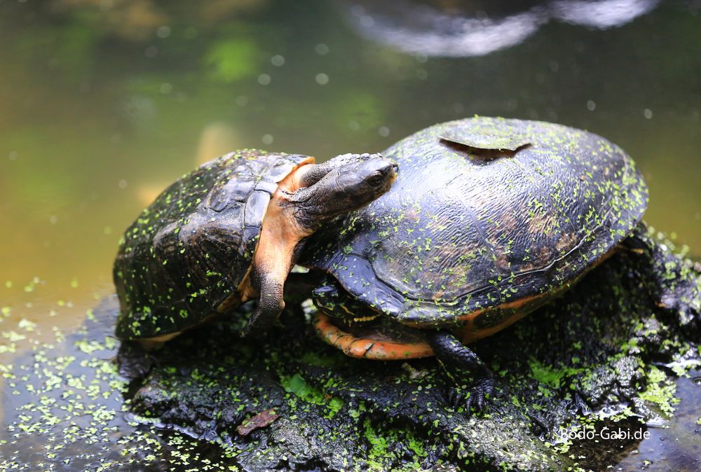 Schildkrötenbalz