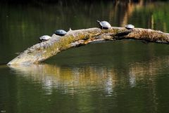 Schildkrötenbrücke