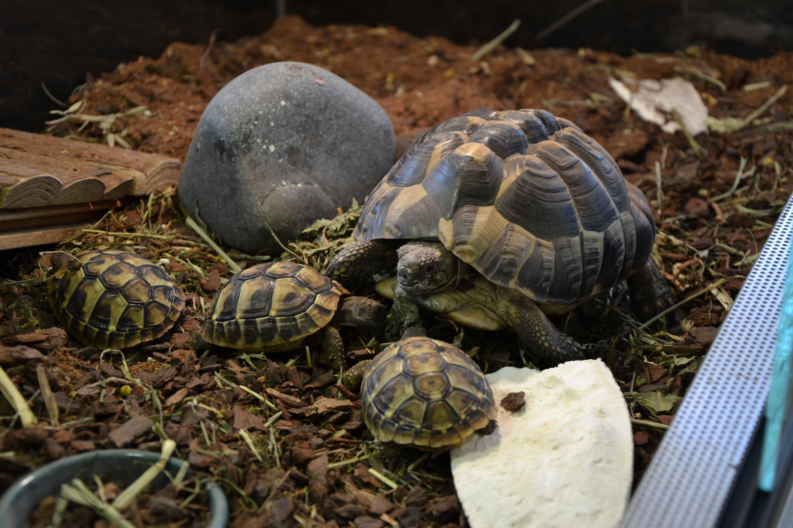 Schildkroetenfamilie