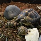 Schildkroetenfamilie