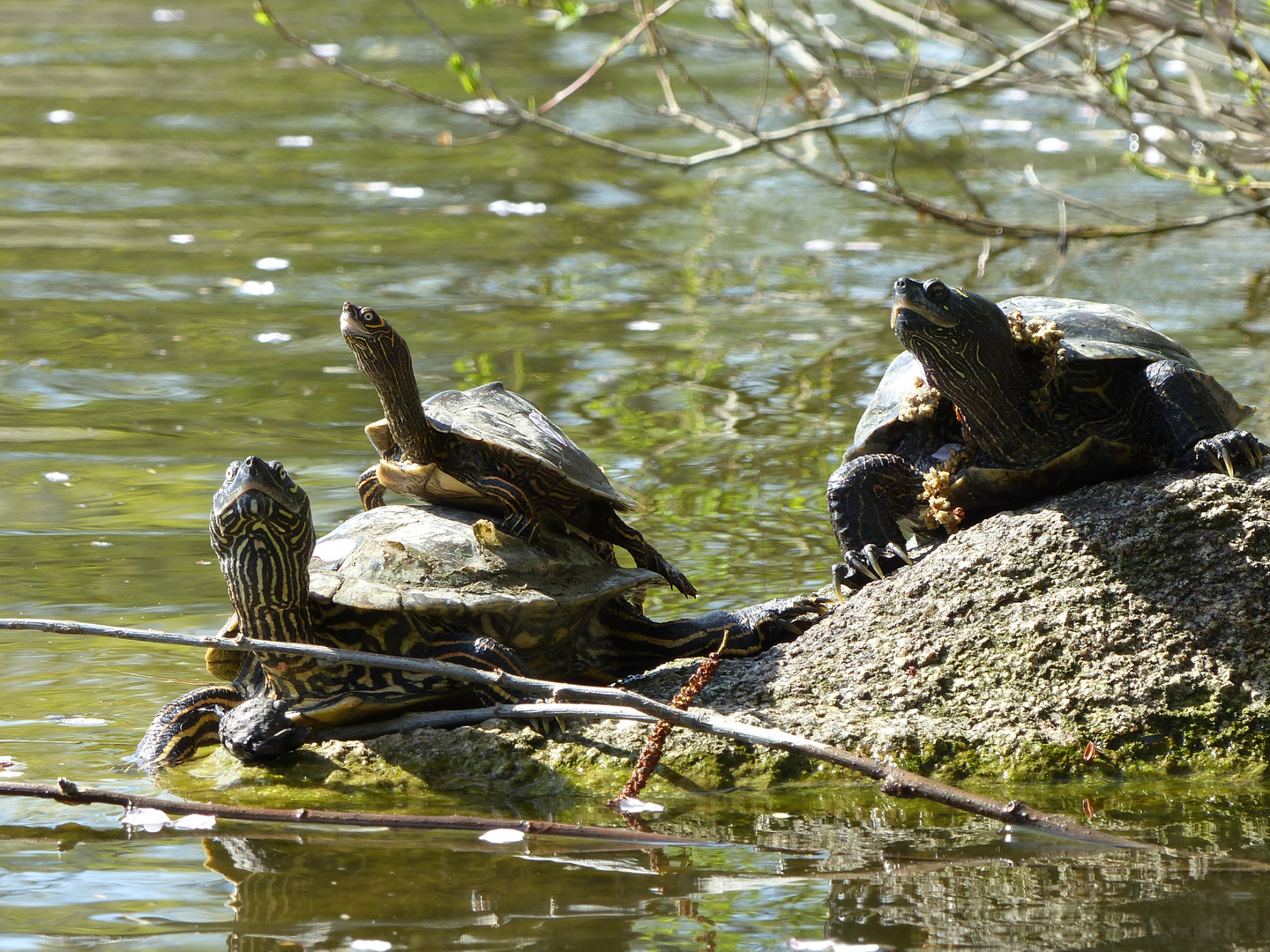 Schildkrötenfamilie