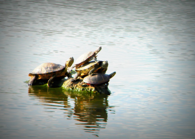 Schildkrötenfamilie