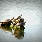 Schildkrötenfamilie